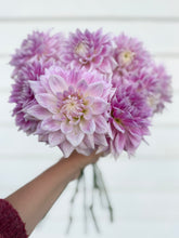 Load image into Gallery viewer, Dahlia BJ's Dusty Rose
