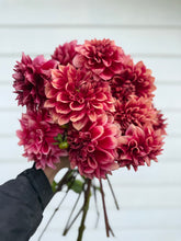 Load image into Gallery viewer, Dahlia Bloomquist York
