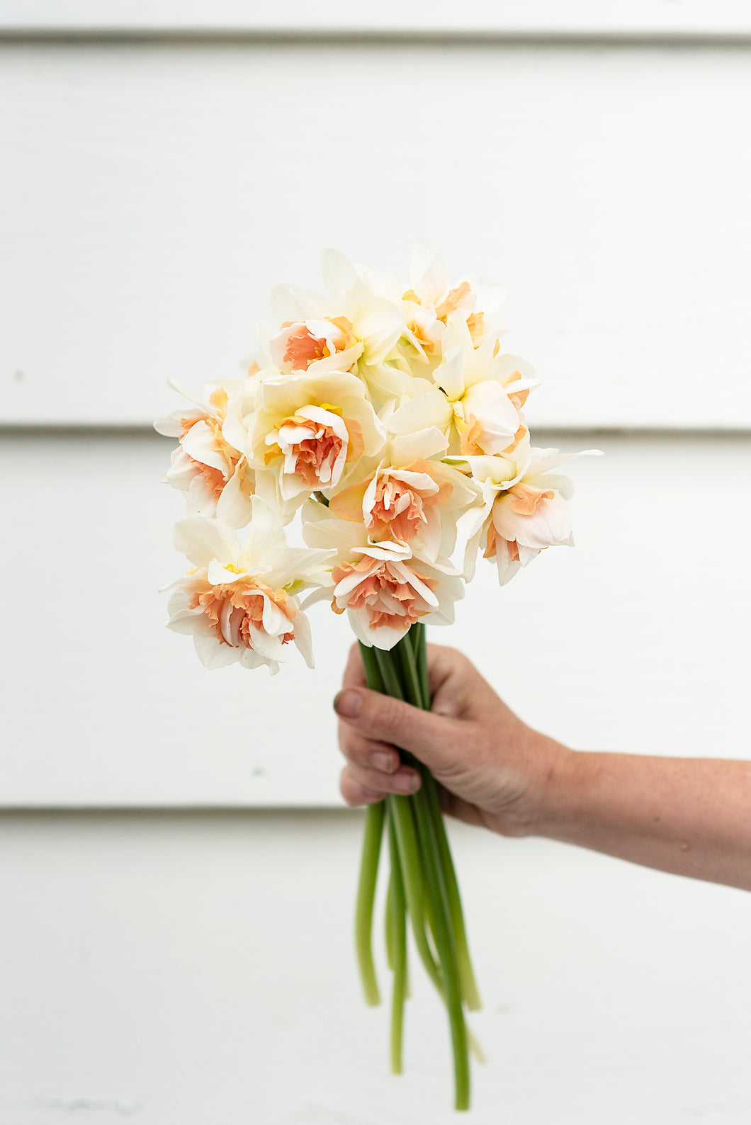 Narcissus Delnashaugh