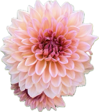 Load image into Gallery viewer, Dahlia Echo Jose
