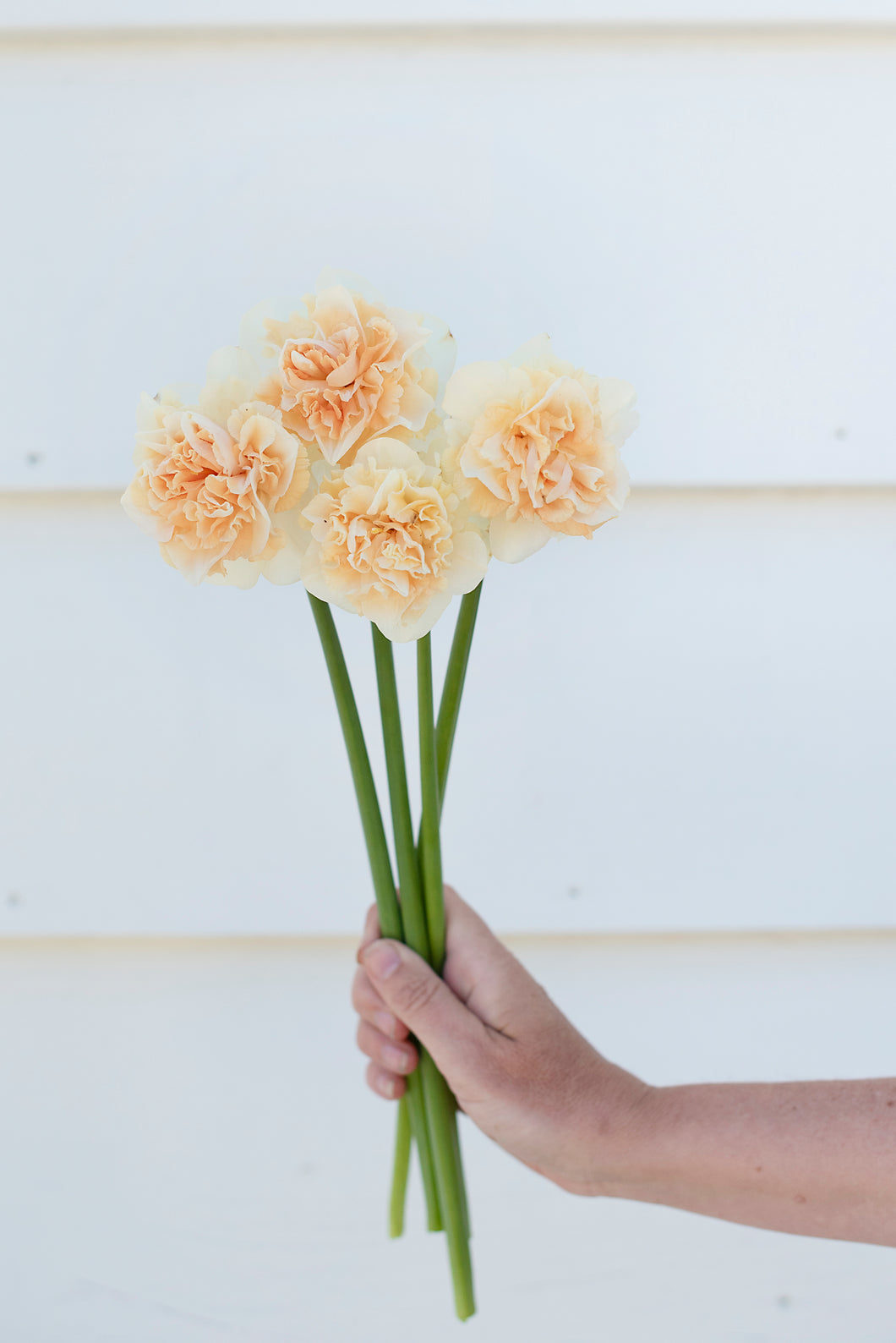 Narcissus Flower Surprise