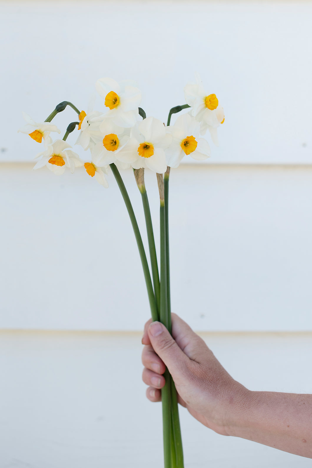 Narcissus Geranium