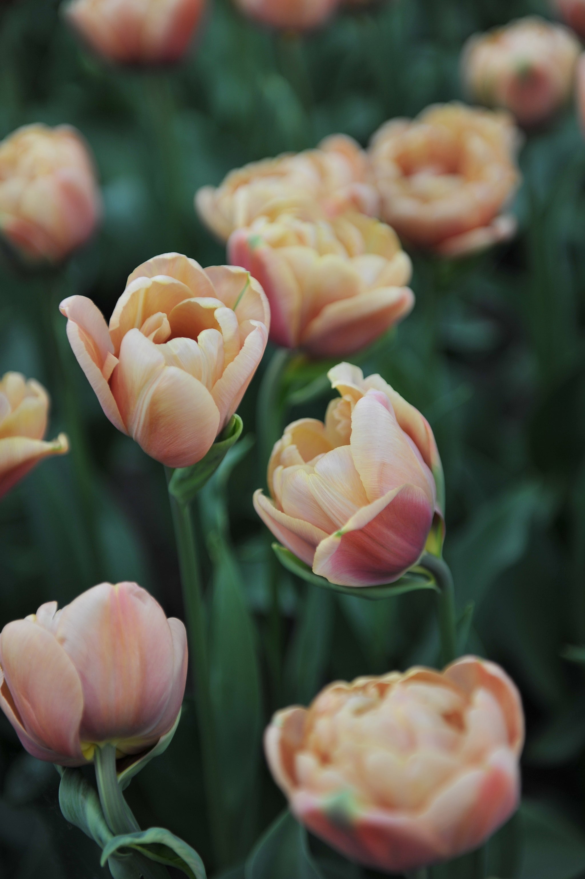 ロイベッサー『BEAUTIFUL TULIPS』★オリジナル作品★ ロイベッサー『BEAUTIFUL TULIPS』☆オリジナル作品☆ ロイベッサー