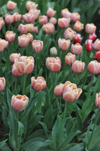 Load image into Gallery viewer, Tulip La Belle Epoque
