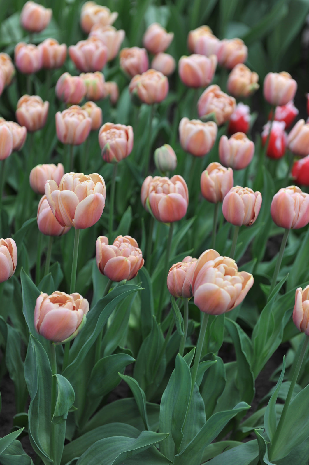 Tulip La Belle Epoque