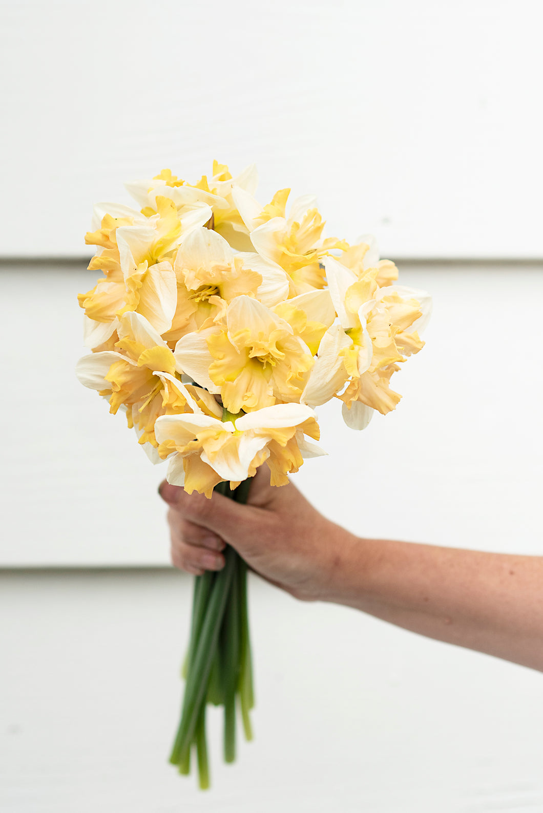 Narcissus Mary Gay Lirette