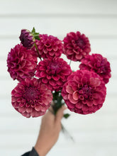 Load image into Gallery viewer, Dahlia Mission Gypsy
