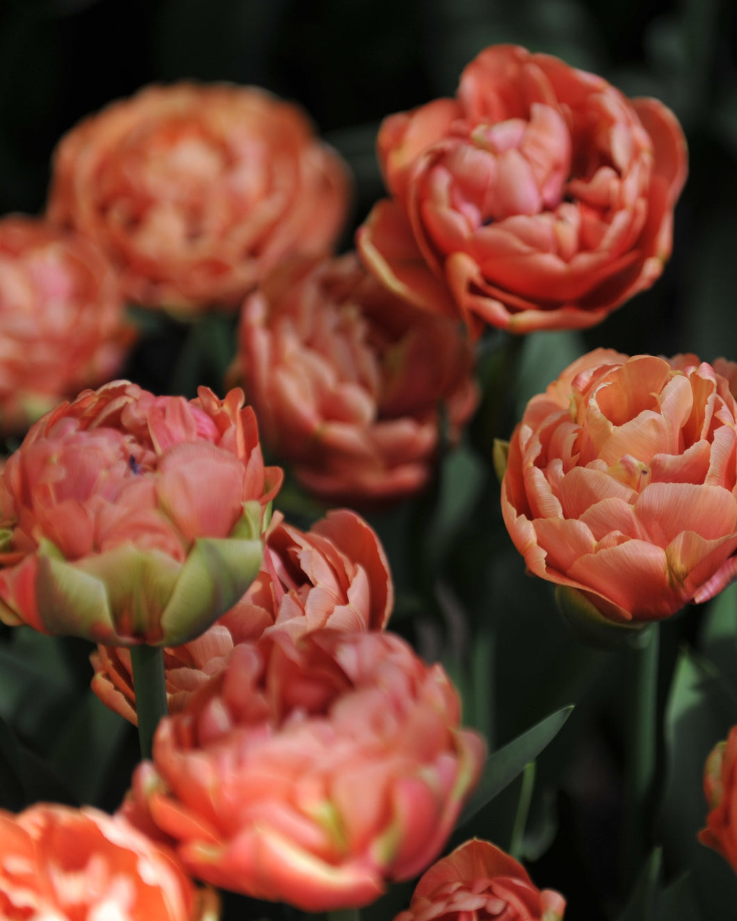Tulip Copper Image
