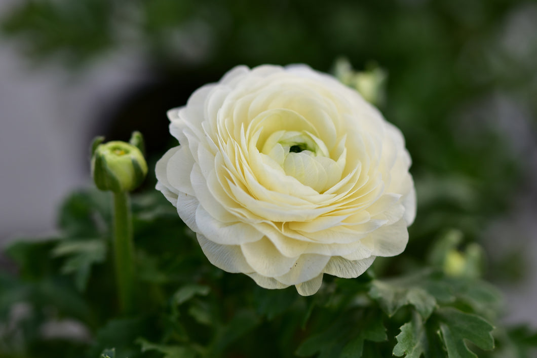 Ranunculus Amandine White