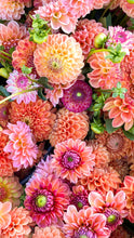 Load image into Gallery viewer, Dahlia School at Five Acres - Saturday October 14th 2023
