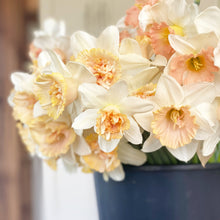 Load image into Gallery viewer, Five Acres Spring Subscription - Three Weeks of Fragrant Heirloom Narcissus
