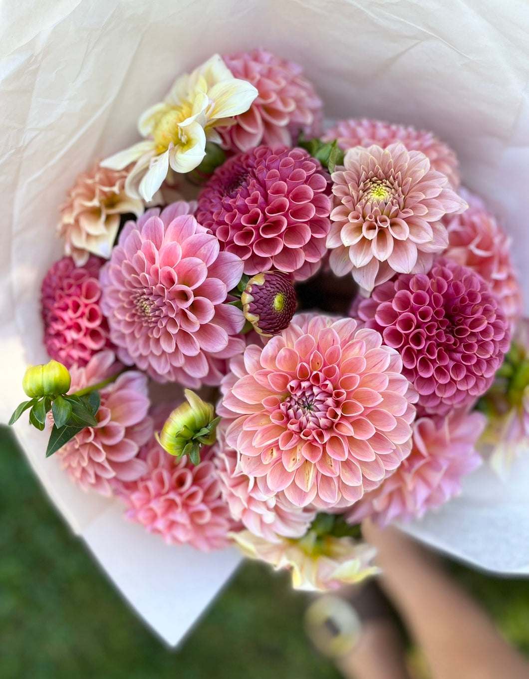 September Dahlia Subscription - Three Weeks of Dahlias in September (Pickup from the farm)