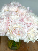 Load image into Gallery viewer, Peony Shirley Temple
