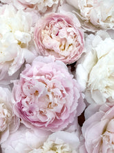 Load image into Gallery viewer, Peony Shirley Temple
