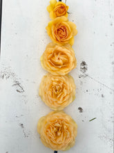 Load image into Gallery viewer, Julia Child Rose - Bare Root
