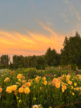 Load image into Gallery viewer, Dahlia Tyrell
