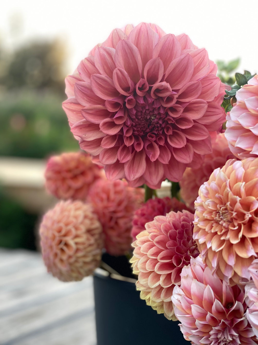 Dahlia Orange Globe - LIMIT 1