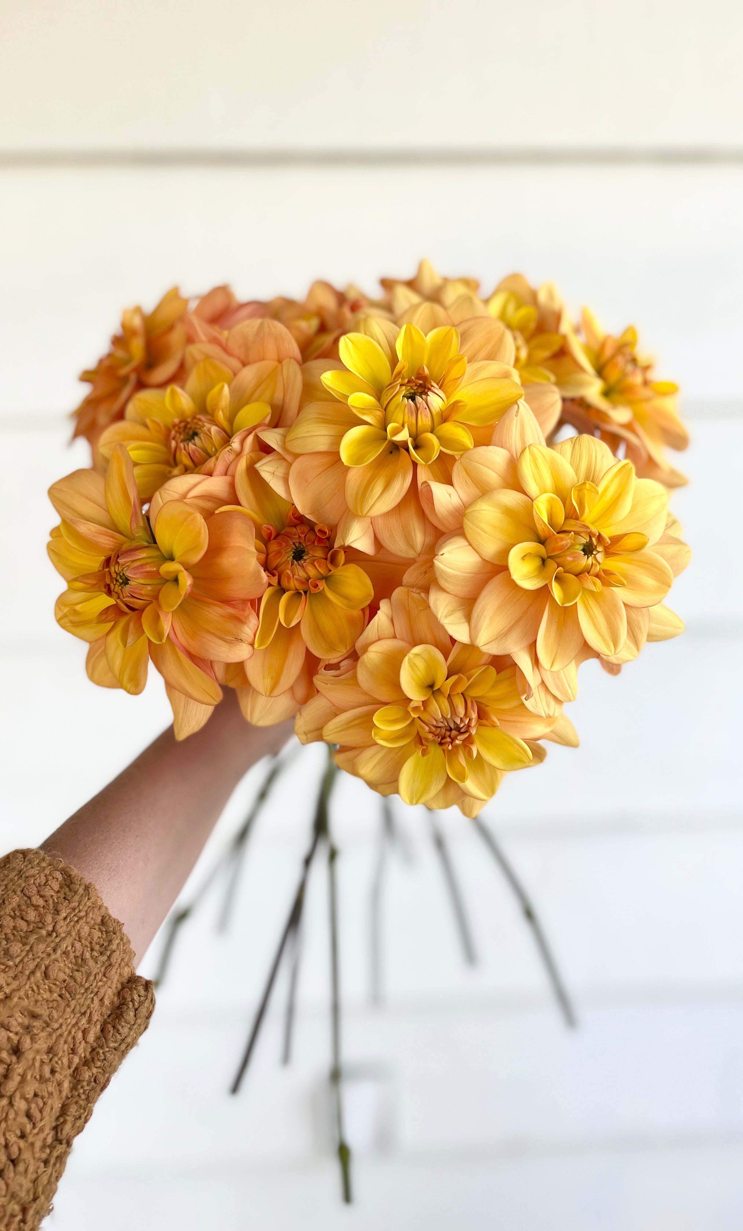 Dahlia Ginger Snap – Five Acres Flower Farm