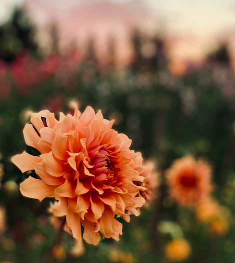 Dahlia Terracotta