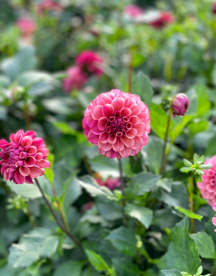 Dahlia Mission Gypsy