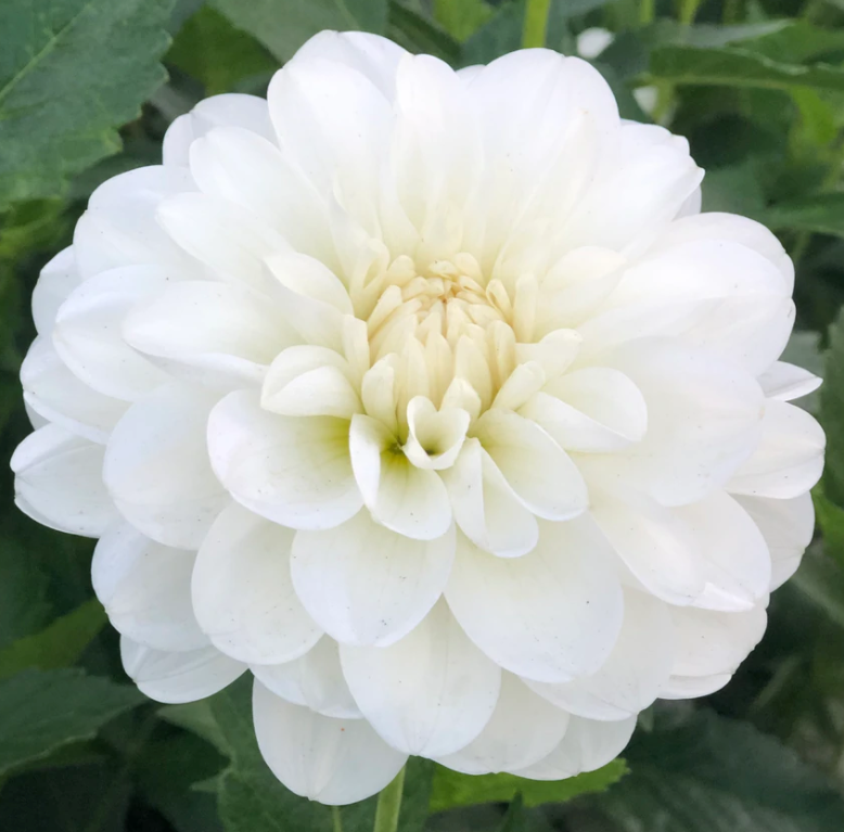Dahlia Bride To Be