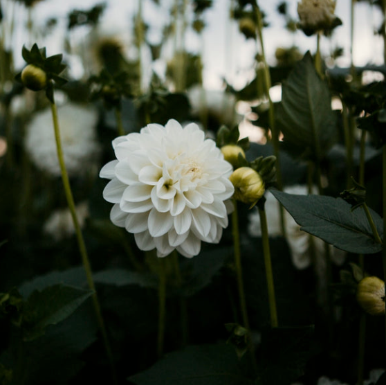 Dahlia Ferncliff Artica