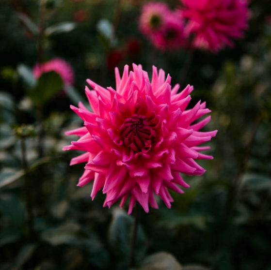Dahlia Parkland Rave Five Acres Flower Farm