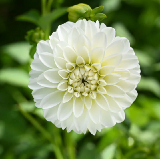 Dahlia White Aster