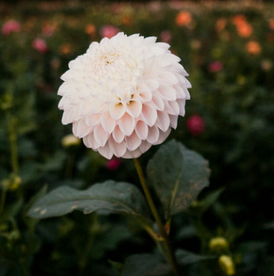 Dahlia Pink Pearl